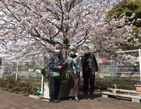 桜３