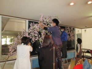 桜準備①