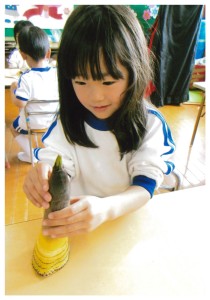 たけのこ