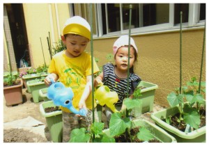 夏野菜水撒き
