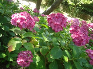 DSC00980