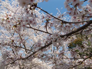 DSCN0508