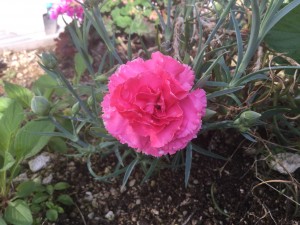 IMG_6812