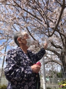 桜２