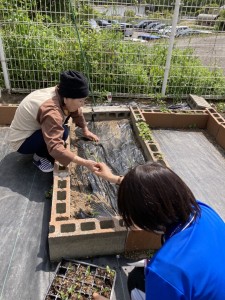 苗植え