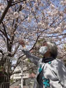 桜１