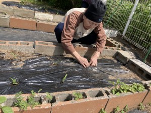 苗植え3