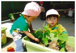夏野菜苗植え